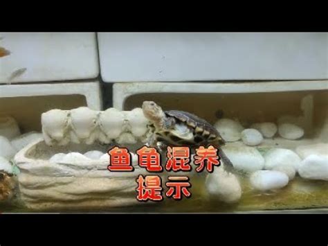 斑龜跟魚一起養 進門斜對角